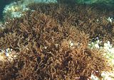 Cladostephus spongiosum2